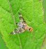 345808 – Photo : Oryctes – France (59)